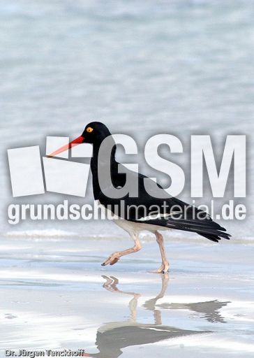 Weißer Austernfischer (7 von 8).jpg